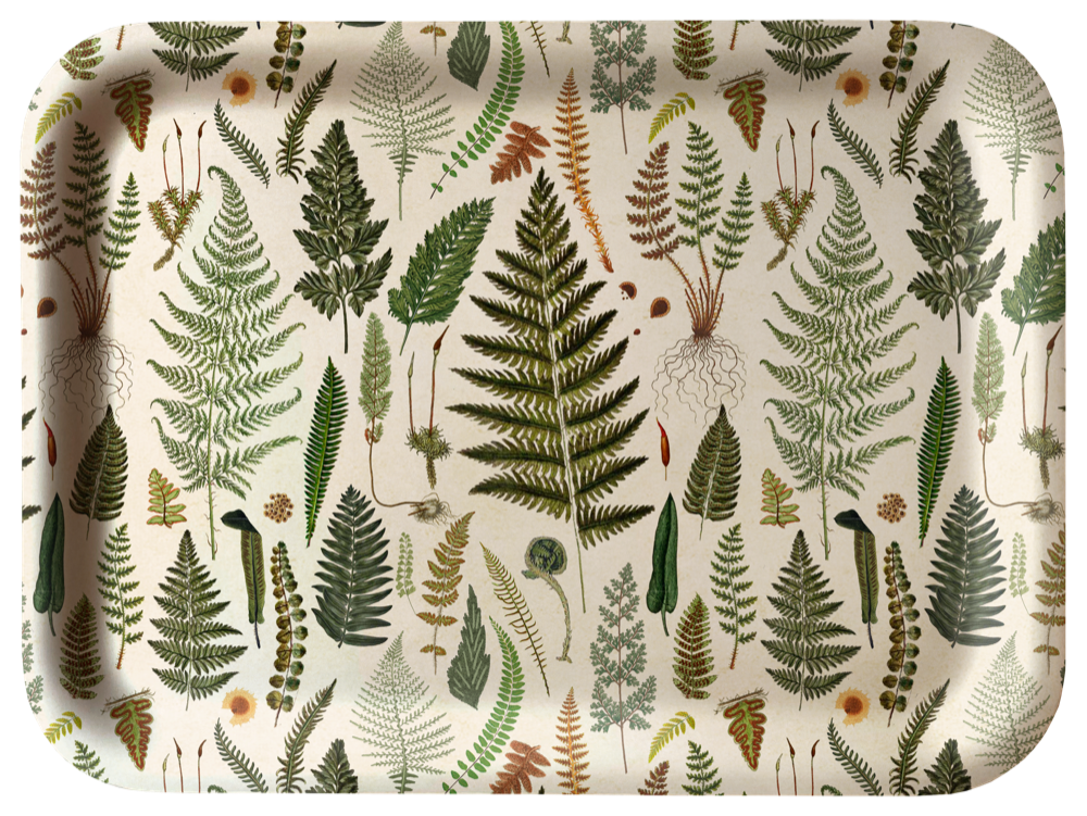 Tarjotin saniaiset