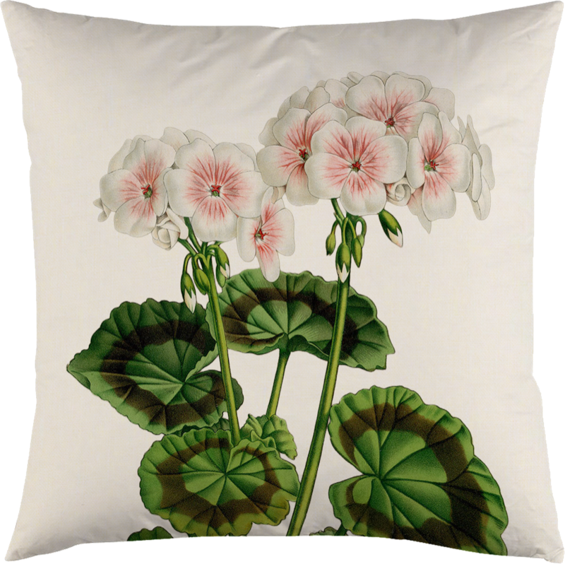 Tyynynpäällinen pelargoni