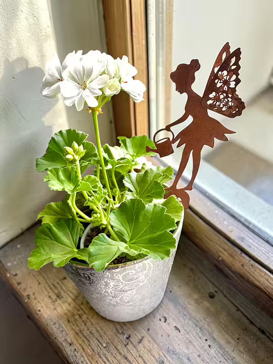 Puutarhakoriste, keiju kastelukannulla