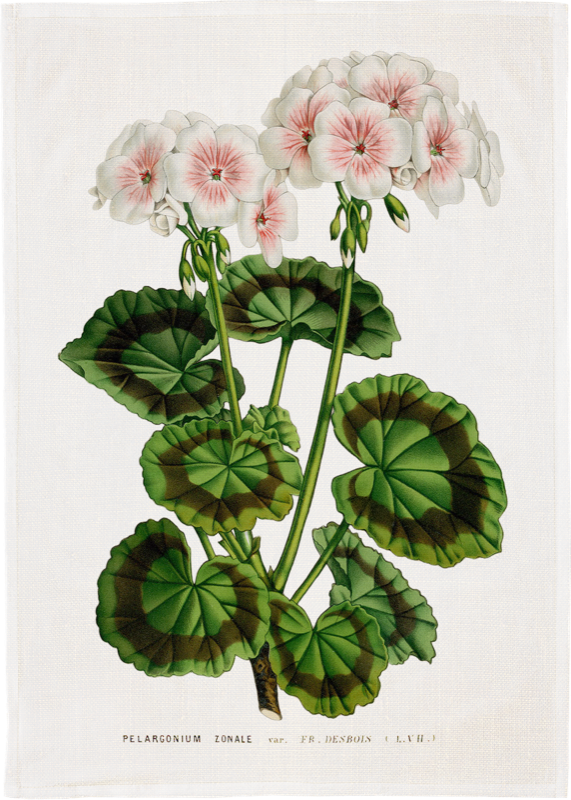 Keittiöpyyhe valkoinen pelargoni