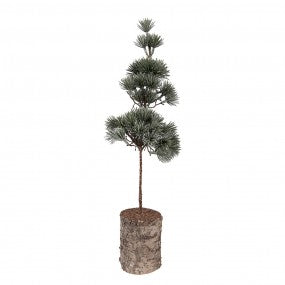 Koristepuu 45 cm